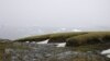 The moss banks of Signy, off the Antarctic Peninsula. (Credit: P. Boelen)
