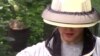 Amateur Beekeepers Encourage Spread of Apiaries