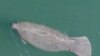 Seekor manatee tampak berenang di Sungai Stranahan yang terletak di Fort Lauderdale, Florida, pada 2 April 2020. Jumlah populasi manatee kini menurun drastis akibat hilangnya sumber makanan mereka. (Foto: AP)