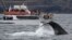Off the coast of Sydney, passengers aboard a boat are treated to a spectacular whale show. (Whale Watching Sydney)