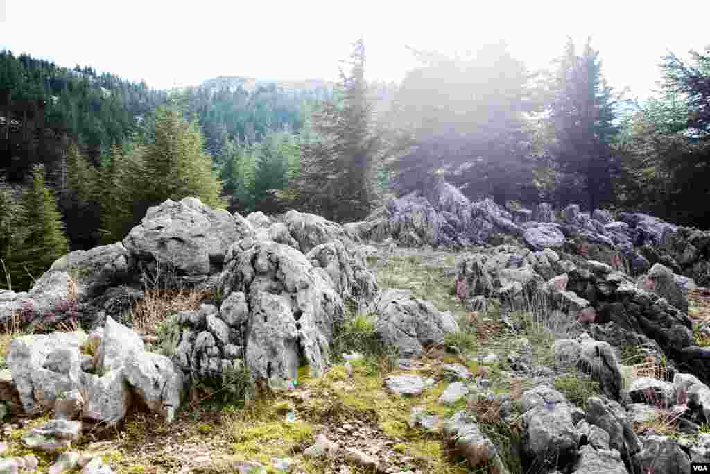 In ancient times, the tower cedars of Lebanon were cut and floated down mountain rivers to the Mediterranean for shipbuilding and temple construction. (V. Undritz for VOA)