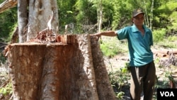 រូបឯកសារ៖ លោក​ សល់​ ហើយ ជា​ជន​ជាតិ​ដើម​ភាគ​តិច​កញ្ជក់​ ឈរ​នៅ​ក្បែរ​គល់​ឈើ​ ដែល​ត្រូវ​បាន​លួច​កាត់​នៅ​ក្នុង​ព្រៃ​សហគមន៍​ នៅ​ក្នុង​​ភូមិ​កាណាត​ធំ ស្រុកអណ្តូង​មាស​ ខេត្ត​រតនគិរី​ កាល​ពី​ថ្ងៃ​ទី​២ ខែ​ធ្នូ​ ឆ្នាំ​២០១៥។ (នូវ​ ពៅ​លក្ខិណា/VOA)