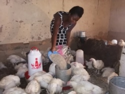 Katenes Seyani, who benefitted from the European Union-sponsored project offering job training for self-employment in Malawi, feeds her broilers.