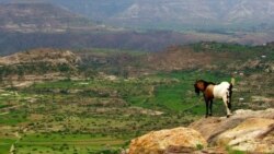 "የሚዘንብ ዝናብ ላይ ተመርኩዘን መኖር የለብንም" ረዳት ፕሮፌሰር ሳራ ተወልደ ብርሃን