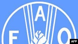 Liên Hiệp Quốc: Hạn hán đe dọa vụ mùa lúa mì ở Trung Quốc