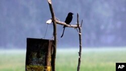 FILE - A drongo sits on a pole in a paddy field on the outskirts of Gauhati, India.