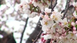 Cherry Blossoms Signal Spring, Hope in DC