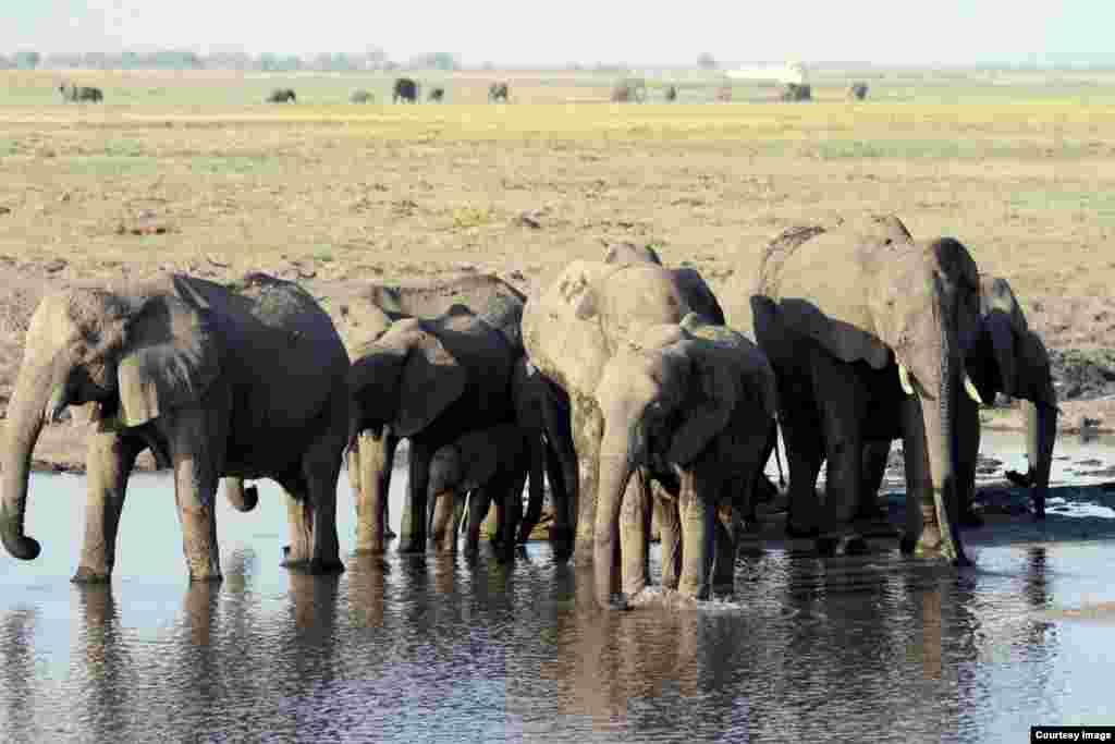 Long-term experiments in central Kenya remove large wildlife, such as zebra and elephants, with high voltage electric fencing. The studies demonstrate strong cascading impacts of large wildlife loss on other species and on ecosystem functions - such as disease control, fire, and photosynthesis. (Duncan Kimuyu)