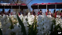 Visitors ride a monorail past blooming hyacinths at the Cincinnati Zoo and Botanical Garden, in Cincinnati, April 1, 2016. The zoo has temporarily closed its gorilla exhibit after having to shoot and kill a 17-year-old gorilla that grabbed and a 4-year-old boy who fell into a moat.