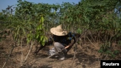 A farmer works his field on the outskirts of the capital Bangui, Central African Republic, March 22, 2014.