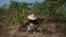 A farmer works his field on the outskirts of the capital Bangui, Central African Republic, March 22, 2014.
