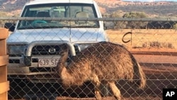 An emu named Carol, 3 years old and raised from an egg, walks around behind a fence in Yaraka, in the Longreach Region, Queensland, Australia, July 5, 2020. (Photo courtesy of Leanne Byrne, via AP) 