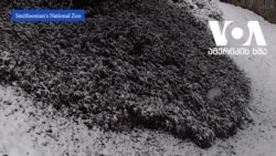 გიგანტური პანდები თოვლში - კადრები ვაშინგტონის ზოოპარკიდან