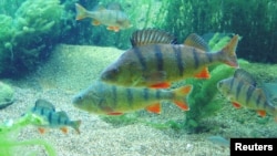 FILE - Adult perch in the Baltic Sea, Aug. 23, 2004. (Courtesy Peter Eklov/Eurekalert.org)