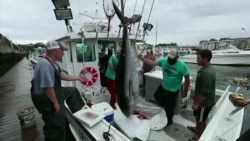 A Controversial Comeback for a Highly Prized Fish