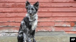 This undated photo, provided by the American Kennel Club, shows the Mudi breed. (American Kennel Club/Amanda Haldeman via AP)
