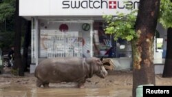Seekor kuda nil di sebuah jalan yang dilanda banjir di Tbilisi, Georgia, 14 Juni 2015. Hewan-hewan dari kebun binatang kota tersebut termasuk harimau, singa, beruang dan serigala kabur dari kandang mereka yang rusak akibat hujan deras.