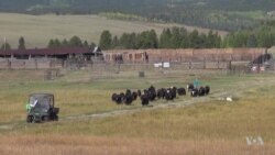 Tibetan Beasts of Burden Lighten Financial Load on US Ranches