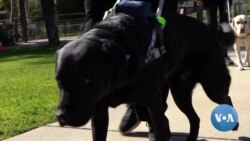 Guide Dogs: Partners with the Blind