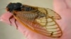 17-Year Cicadas to Swarm from Georgia to New York