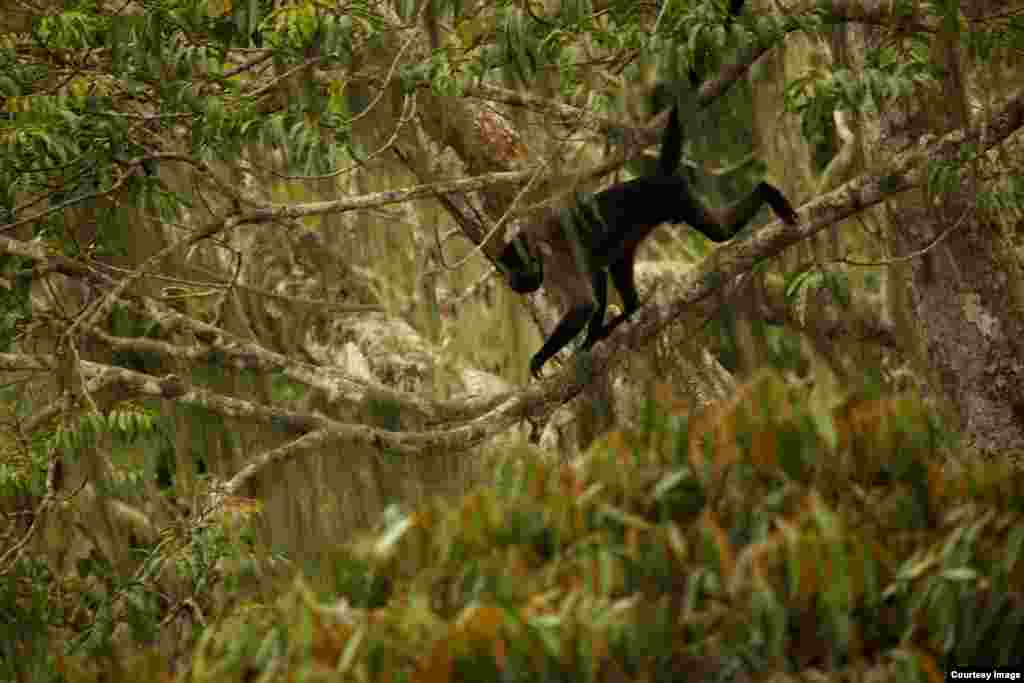 The world’s largest and most colorful monkey species, the Mandrill, may also be the most elusive like this one in Gabon. (Credit: ©Wild-Touch, Sarah Del Ben, 2012)