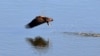 Scientists Work to Save Eagles From Lethal Toxin in Lakes