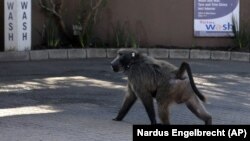 A baboon, named Kataza by locals, walks in Tokai, Cape Town, South Africa, Thursday, Sept. 17, 2020. . (AP Photo/Nardus Engelbrecht)
