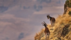 ብርቅዬው ዋልያ አይቤክስ የህልውና አደጋ ውስጥ እንደሚገኝ ባለሥልጣኑ አስታወቀ