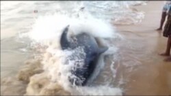 50 Pilot Whales Stranded on Indian Beach