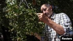 Ricardo San Martin, a Chilean expert on the Quillay soapbark tree and its industrial uses, counts the seeds on a soapbark tree growing in the wild on the campus of the University of California in Berkeley, U.S., August 17, 2021. (REUTERS/Nick Otto)