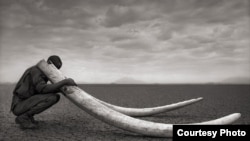 Organisasi konservasi Born Free dan lembaga C4ADS mengatakan perburuan gajah adalah bisnis ratusan juta dollar. (Foto: Born Free USA)