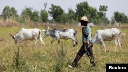 A Fulani herdsman walks past grazing cattle in Paiko, Nigeria, Nov. 27, 2018. Thirty-seven people in Koulogon, a Mali village of Fulani herders, were killed on New Year's Day.