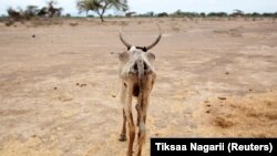 (ፎቶ ፋይል፡ ፎቶዎቹ ከአንድ ዓመት በፊት በኢትዮጵያ የተለያዩ አካባቢዎች የተከሰተ ድርቅ እና የውሀ እጥረት ማሳያ ናቸው)