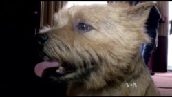 Dog Domestication Changes History