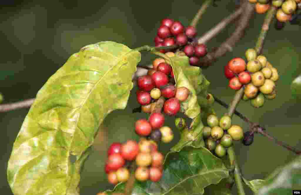 Buah kopi yang ranum di perkebunan di Buon Ma Thuot, Vietnam. (D. Schearf/VOA)
