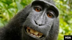 Un singe souriant s’est pris un 'selfie' 