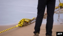 Seorang karyawan membantu memasang kabel serat optik bawah laut, 13 Juni 2017. (Foto: AFP)