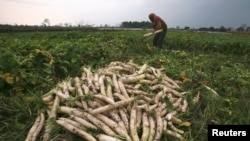 A farmer plucks radishes from a field outside Jammu, a city in India's northern state of Jammu and Kashmir, Jan. 14, 2015. Prime Minister Narendra Modi wants to ease restrictions on government acquisition of land.