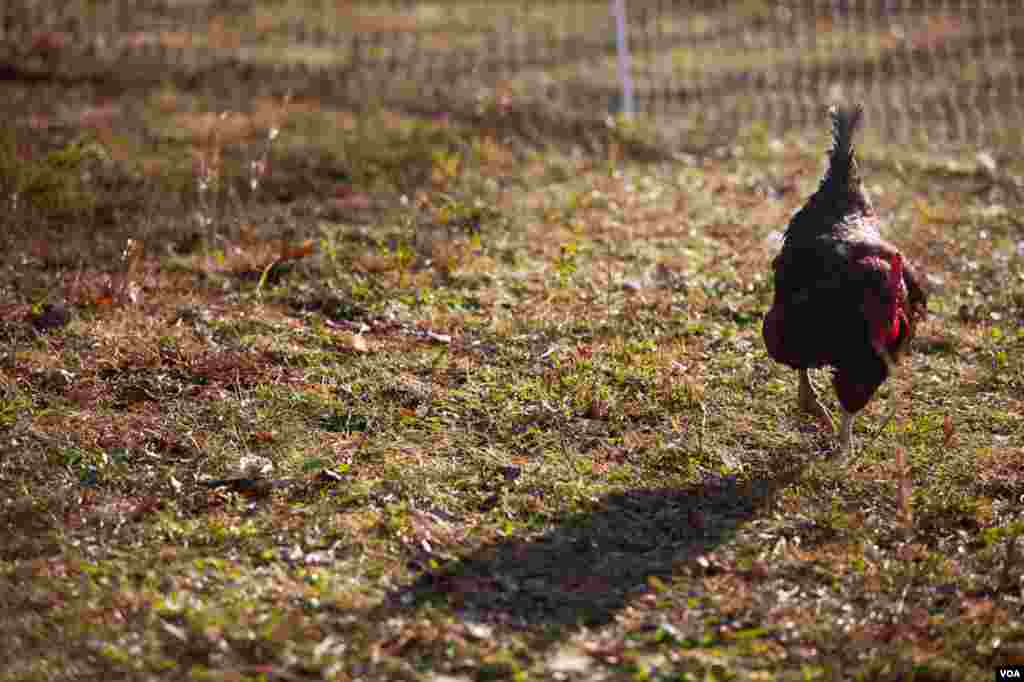 The farm's chickens and other livestock are sustainably raised. (Alison Klein/VOA)