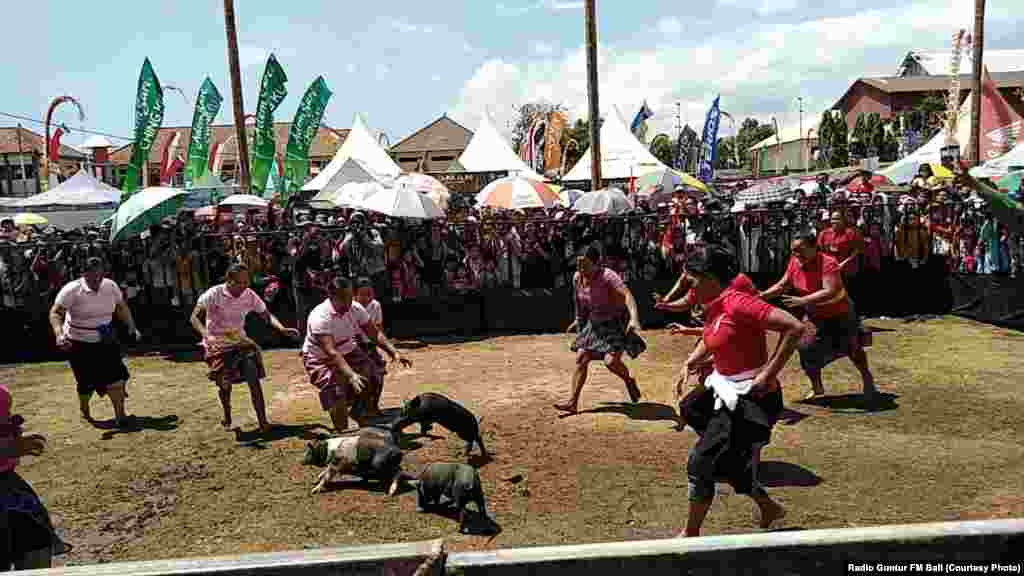 Lomba Ibu-ibu menangkap babi di Singaraja, Bali, 17 Agustus 2018, untuk memeriahkan peringatan Ulang Tahun ke-73 Republik Indonesia. (Foto: Radio Guntur FM Bali)