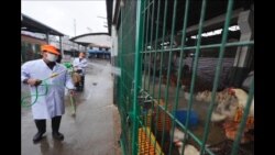 禽流感仍在蔓延 不排除人际传播