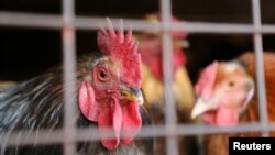 Chickens for sale are seen in a cage at Kibuye market in Uganda’s capital Kampala, January 17, 2017. REUTERS/James Akena
