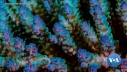 Human Impact on Planet Focus of Environmental Film Festival