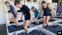 Interns at Pax Wines in Sebastopol, Calif., stomp organic grapes with their bare feet in large vats, pulling out the juice to start the fermentation process on Sept. 8, 2023. (AP Photo/Haven Daley)