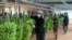 A banana packaging plant in Ou Reang Ov district, Tboung Khmum province, Cambodia, on July 23, 2020. (Sun Narin/VOA Khmer)