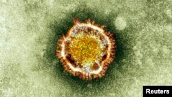 A electron microscope image of a coronavirus is seen in this undated picture provided by the Health Protection Agency in London, (File photo).