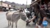 Wild Burros Overtake Arizona Town