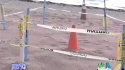 Bir toshbaqa izidan… Yangi film