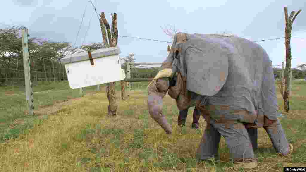 A demonstration at Ol Pejeta conservancy, the largest black rhino sanctuary in East Africa, shows how a bee fence can be used to limit human-elephant conflict, in Laikipia Plateau, Kenya, April 28, 2016.