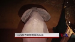 马拉维大象搬家现场实录